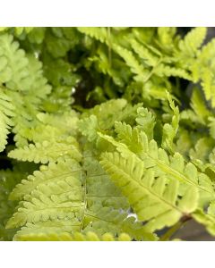 Fern 'Male' 1G