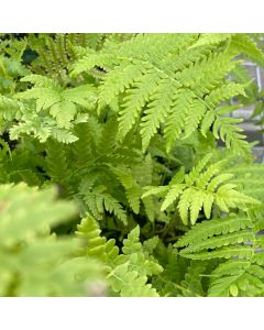 Fern 'Ostrich' 1G