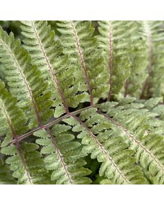 Fern 'Red Beauty' 1G