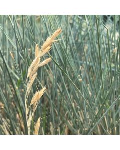 Fescue 'Blue Whiskers' 1G