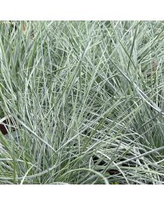 Fescue 'Elijah Blue' 1G