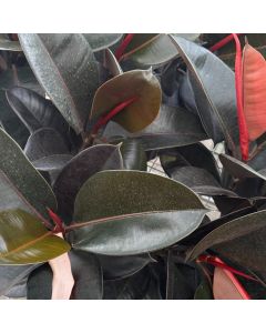 10" Ficus Burgundy
