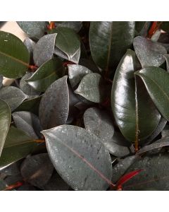 Ficus Burgundy 4"