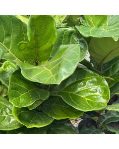 10" Ficus Lyrata