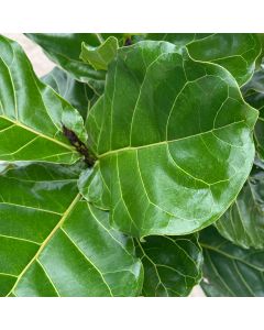 Ficus Lyrata Std 10"