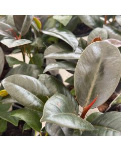4" Ficus, Rubber Green