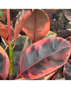 10" Ficus Ruby Bush ( 3PPP)