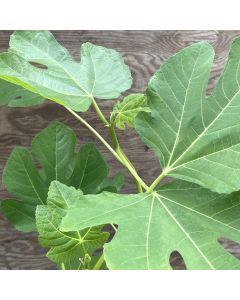 10" Fig Italian