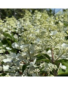 Fire and Ice Hydrangea Std