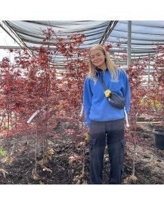 Fireglow Japanese Maple 