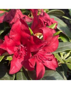 Firestorm Rhododendron