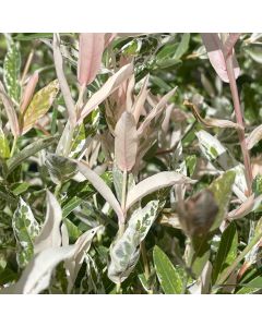 Flamingo Dappled Willow