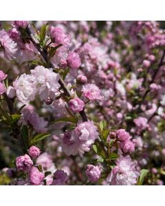 Flowering Almond Std