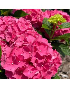 Forever Pink Hydrangea