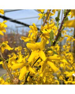 Northern Gold Forsythia