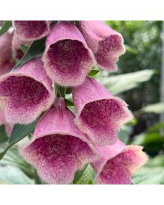Foxglove 'Mertonensis' 1G