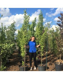 Frans Fontaine Hornbeam