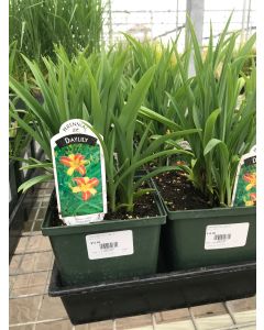 Daylily 'Frans Halls' 1G