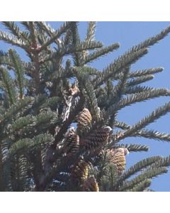 Fraser Fir
