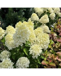 Fresh White Hydrangea