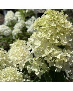 Fresh White Hydrangea