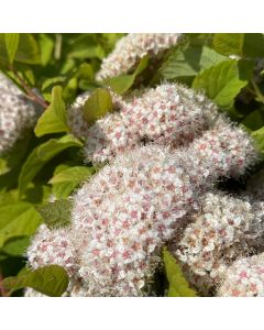 Fritschiana Spirea