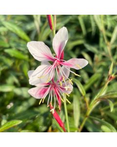 Wand Flower 'Siskiyou Pink' 1G