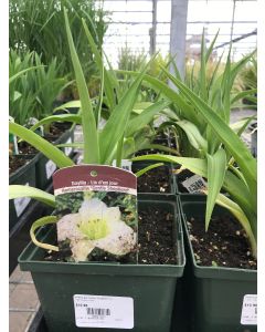 Daylily 'Gentle Shepherd' 1G