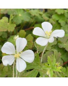 Cranesbill 'Alba' 1G