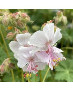 Cranesbill 'Biokovo' 1G