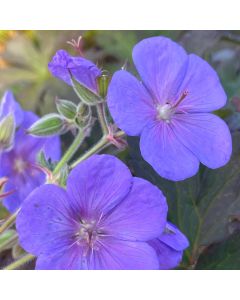 Cranesbill 'Boom Chocolata' 1G