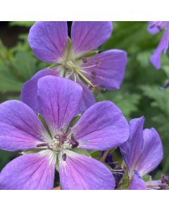 Cranesbill 'Johnson Blue' 1G
