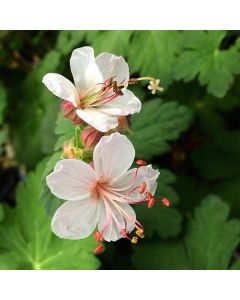 Cranesbill 'Macrorrhizum' 1G
