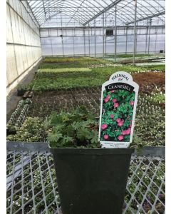 Cranesbill 'Max Frei' 1G