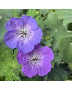 Cranesbill 'Rozanne' 1G