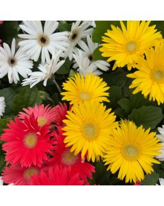 6" Gerber Daisy