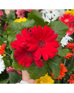 4" Gerbera