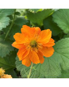 Avens 'Firestorm' 1G