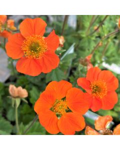 Avens 'Koi' 1G