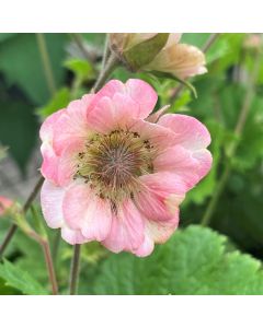 Avens 'Pretticoats Peach' 1G