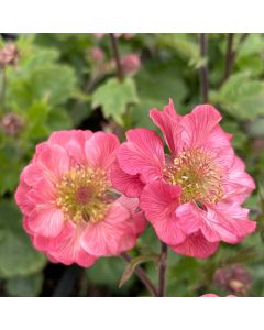 Avens 'Tempo Rose' 1G