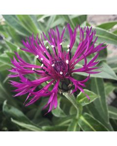 Cornflower 'Amethyst Dream' 1G