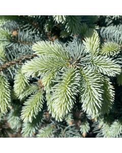 Globe Blue Spruce Std