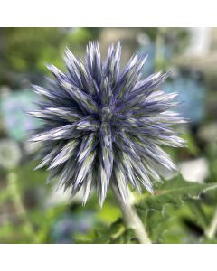 Globe Thistle 'Veitch Blue' 1G