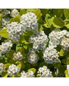 Birchleaf Spirea Glow Girl