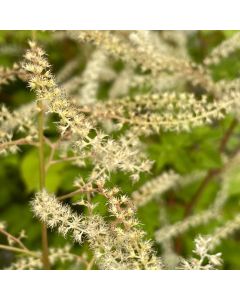 Goats Beard 'Misty Lace' 1G