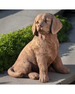 Golden Retriver Puppy