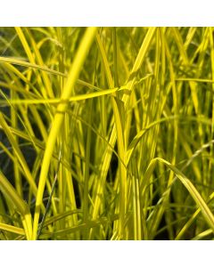 Sedge 'Bowles Golden' 1G