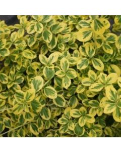 Gold Splash Euonymus