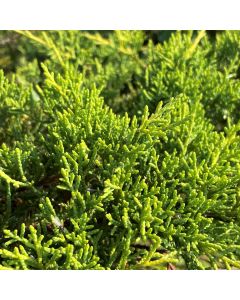 Gold Star Juniper